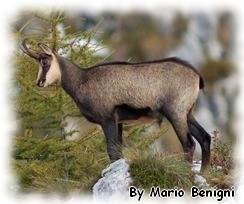 camoscio