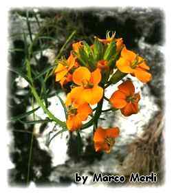 violaciocca dorata